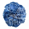 Bunny Dark Blue PNT