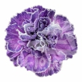 Bunny Lavender PNT