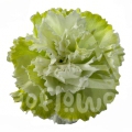 Bunny Light Green PNT