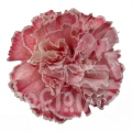 Bunny Light Pink PNT