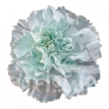 Candy Blue PNT