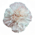Candy Pink PNT