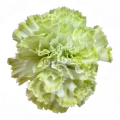 Candy Green PNT