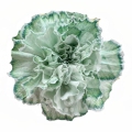 Candy Turquoise PNT
