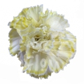 Candy Yellow PNT