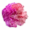 Candy Rhapsody PNT