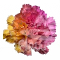 Candy Bloom PNT