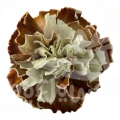 Dark Coffee PNT