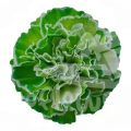 Dark Green PNT