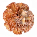 Dark Orange PNT