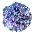 Dark Sky Blue Lavender PNT