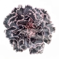 Dark Pink Edge PNT