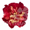 Golden Flame PNT