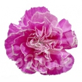 Hot Pink PNT