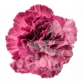 Inspire Cerise PNT