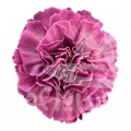 Inspire Lilac PNT