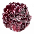 Merlot PNT