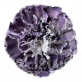 Onyx (Conejera) PNT