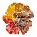 Rainbow Bright Fall PNT