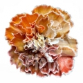 Rainbow Fall PNT