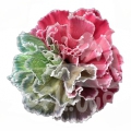 Rainbow Christmas PNT