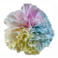 Rainbow Candy PNT