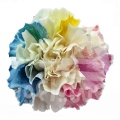 Rainbow Cream PNT