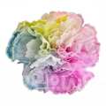 Rainbow Pastel PNT