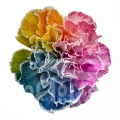 Rainbow Dark PNT