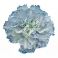Sky Blue Lavender PNT