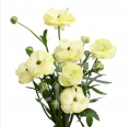 moderna Limoncello