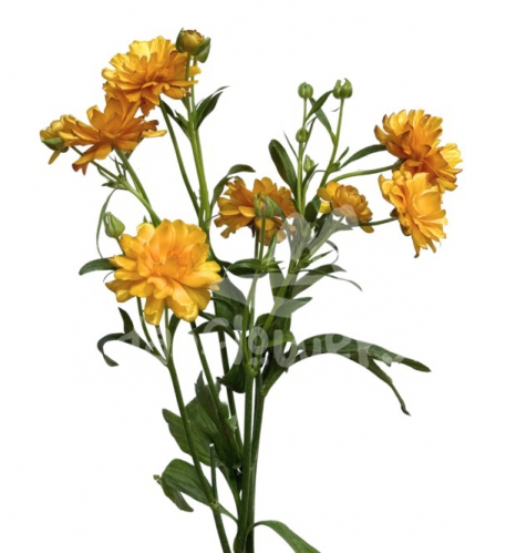 moderna Mustard