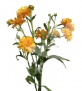 moderna Mustard