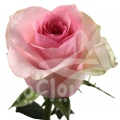 delicate charm