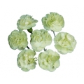 feijoa*