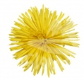 Calafuria Sunny