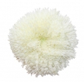Etrusko White