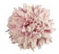 Salmon Pink