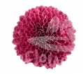 Lychee