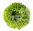 Bombellini
