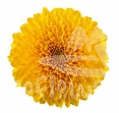 Paladov Sunny
