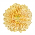 Empress Orange