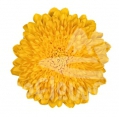 Yolk