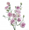 Raffine Thia