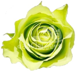 green generation