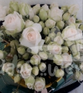 tambuzi white*