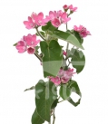 tweedia pink