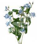tweedia sky blue