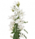 tweedia white