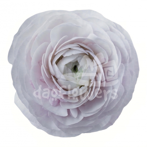 Success Cloni Nebbia Signature